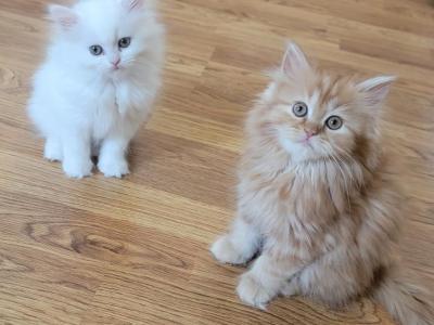 Honey - Persian - Gallery Photo #1
