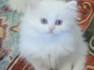 Lily - Persian - Gallery Photo #1
