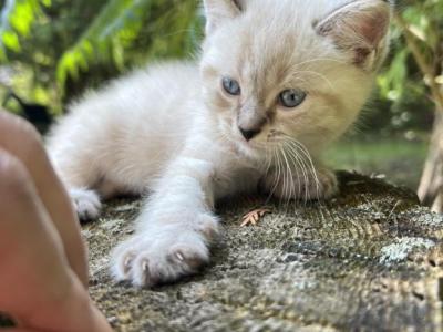 Skye - Siamese - Gallery Photo #1