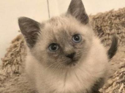 Siamese Kittens Ready Now - Siamese - Gallery Photo #1