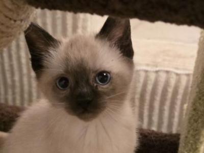 Siamese Kittens Ready Now - Siamese - Gallery Photo #1