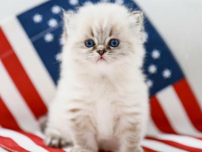 British Longhair Boy - Himalayan - Gallery Photo #1