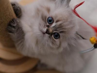 British Longhair Boy Available - Persian - Gallery Photo #1