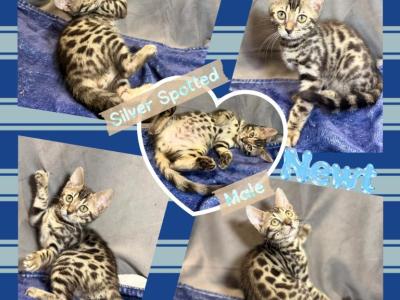 Newt - Bengal - Gallery Photo #1
