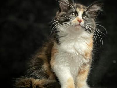 Candy - Domestic - Gallery Photo #1