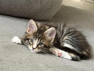 Barbi - Maine Coon - Gallery Photo #1