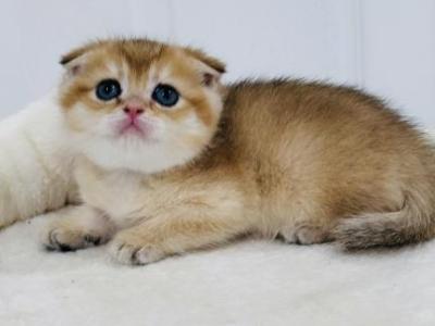 Scottish - Scottish Fold - Gallery Photo #1