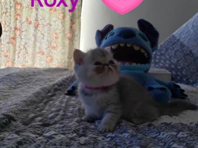 Roxy - Exotic - Gallery Photo #1
