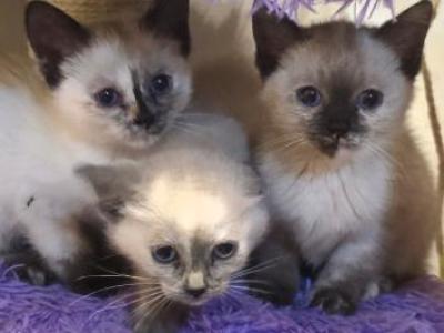 Siamese Kittens Ready Now - Siamese - Gallery Photo #1