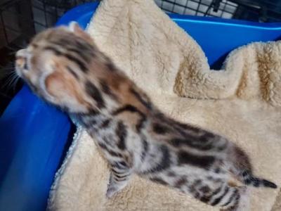 Sbt 6 - Bengal - Gallery Photo #1