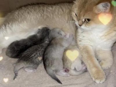 British Silver Chinchilla Kittens - British Shorthair - Gallery Photo #1