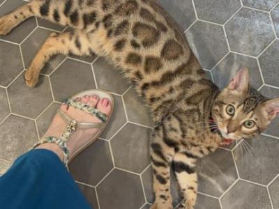 Mario - Bengal - Gallery Photo #1