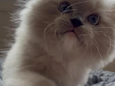 Little Puggers - Ragdoll - Gallery Photo #1