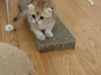 Ginger - Scottish Fold - Gallery Photo #1