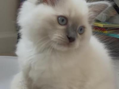 Baby Blue - Ragdoll - Gallery Photo #1