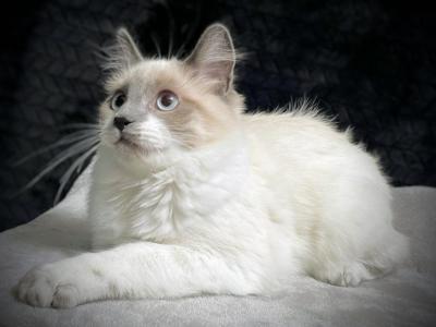Sugar - Domestic - Gallery Photo #1