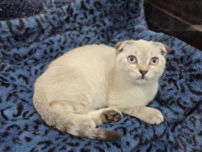 Scottish X Munchkin Cross - Scottish Fold - Gallery Photo #1