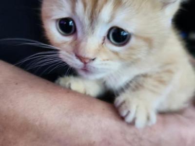 Pentecost - British Shorthair - Gallery Photo #1