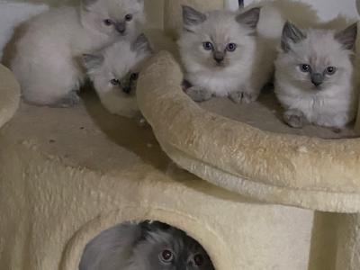 New Ragdolls - Ragdoll - Gallery Photo #1