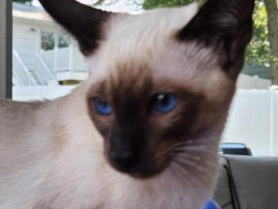 MALI - Siamese - Gallery Photo #1