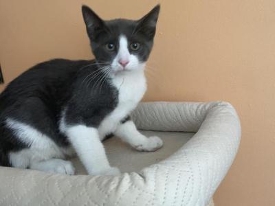 Smokey - Domestic - Gallery Photo #1