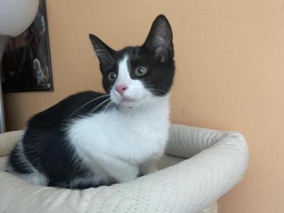 Oreo - Domestic - Gallery Photo #1