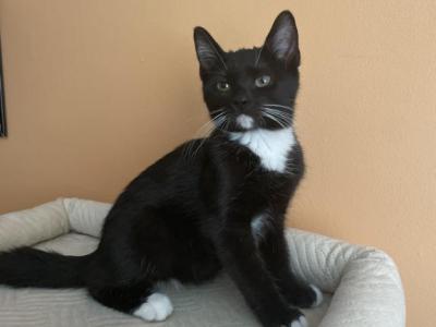 Pepper - Domestic - Gallery Photo #1