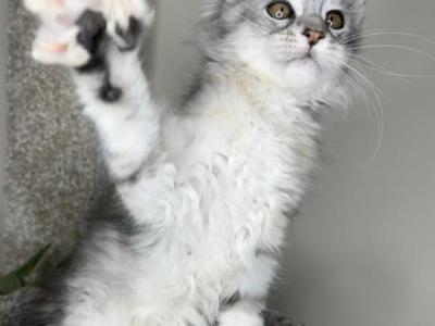 Hazel - Maine Coon - Gallery Photo #1