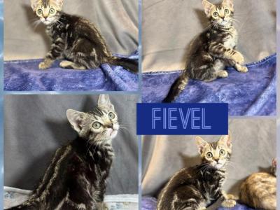Feivel - Bengal - Gallery Photo #1