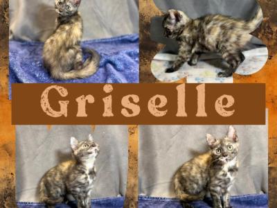 Griselle - Bengal - Gallery Photo #1