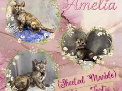 Amelia - Bengal - Gallery Photo #1