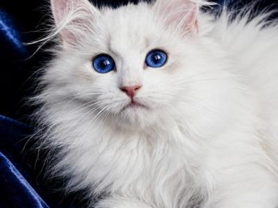 Neva Masquerade - Siberian - Gallery Photo #1
