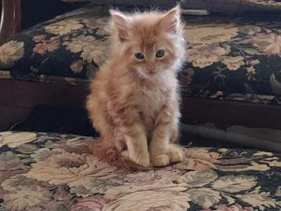 Fletcher - Maine Coon - Gallery Photo #1