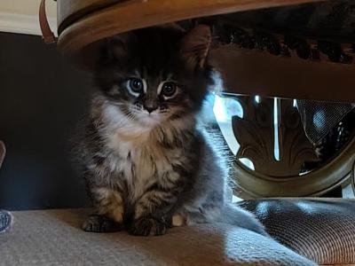 Fawn - Maine Coon - Gallery Photo #1