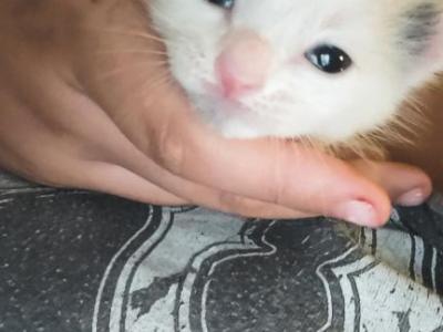 Keke - American Shorthair - Gallery Photo #1