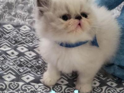 Audi - Persian - Gallery Photo #1