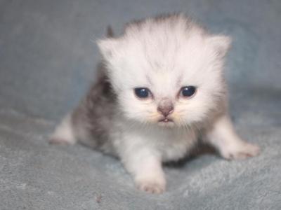 CFA Shaded Silver Female Persian - Persian - Gallery Photo #1