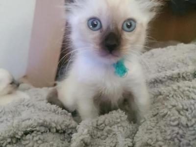 Long Hair Seal Point Siamese - Siamese - Gallery Photo #1