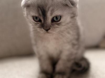 Cupcake - Scottish Fold - Gallery Photo #1