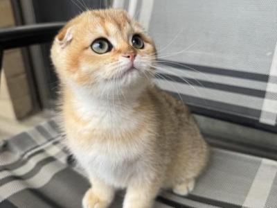 Leo - Scottish Fold - Gallery Photo #1