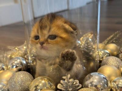 Shanell - Scottish Fold - Gallery Photo #1