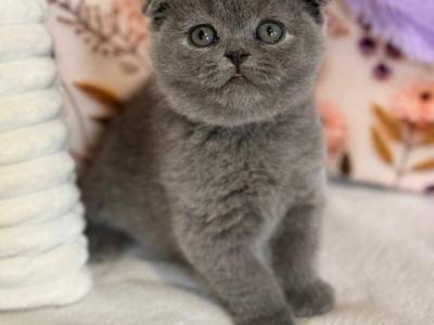 Pavlik - Scottish Fold - Gallery Photo #1