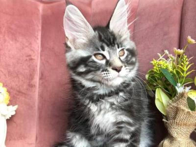 Yara - Maine Coon - Gallery Photo #1