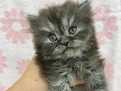 Tammy - Persian - Gallery Photo #1