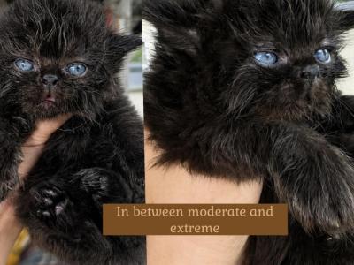 Suki Litter - Persian - Gallery Photo #1