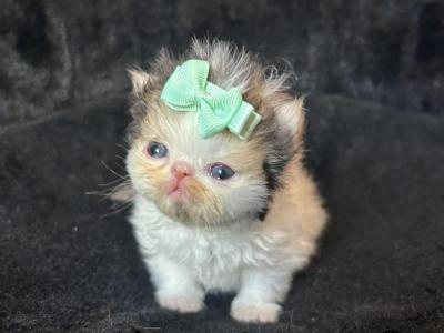 Apple - Persian - Gallery Photo #1