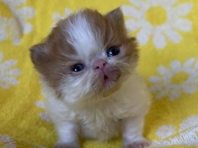 Smiley - Persian - Gallery Photo #1