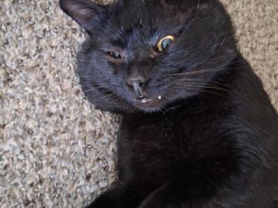 Titan Spawn - American Shorthair - Gallery Photo #1