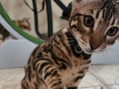 Black Collar Perris Bengal Boy - Bengal - Gallery Photo #1