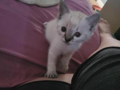 Daphne Velma Shaggy Fred Lynx Point - Siamese - Gallery Photo #1